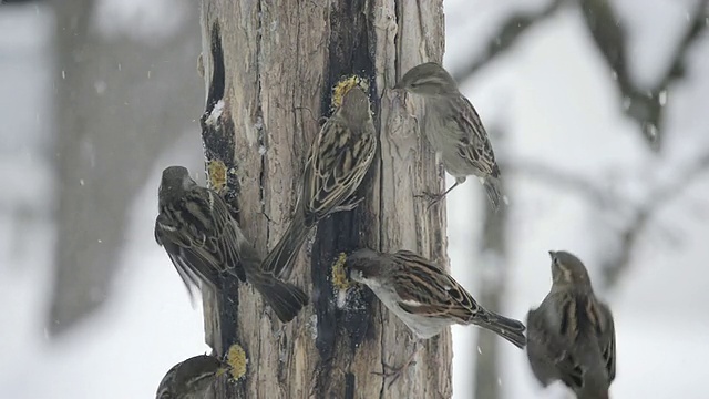 美国印第安纳州瓦尔帕莱索，雪吹过，家麻雀(Passer domesticus)在木制饲料机上啄食自制的板油视频素材