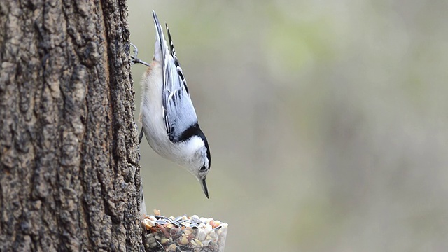 美国印第安纳州瓦尔帕莱索市，雄性白胸五子龟(Sitta carolinensis)吃了葵花籽，然后捡起另一个，爬上了树视频素材