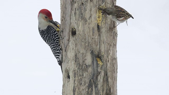 美国印第安纳州瓦尔帕莱索，一只雄性红腹啄木鸟(Centurus carolinus)在木喂食器的一个洞里啄食自制的板油视频素材