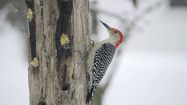 美国印第安纳州瓦尔帕莱索，一只雄性红腹啄木鸟(Centurus carolinus)在木喂食器的一个洞里啄食自制的板油视频素材