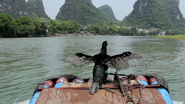 MS POV Bird坐在传统的船边/靠近漓江，广西，中国视频素材