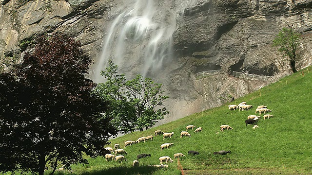 WS Staubbach瀑布和放牧牛/ Lauterbrunnen，伯尔尼斯高地，瑞士视频素材