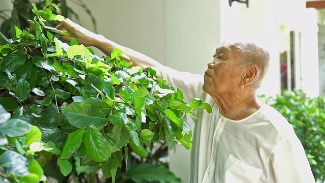 雄性高级修枝叶。老人的爱好。视频素材