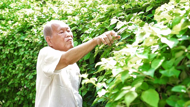 高级亚洲人修剪树叶的树视频素材