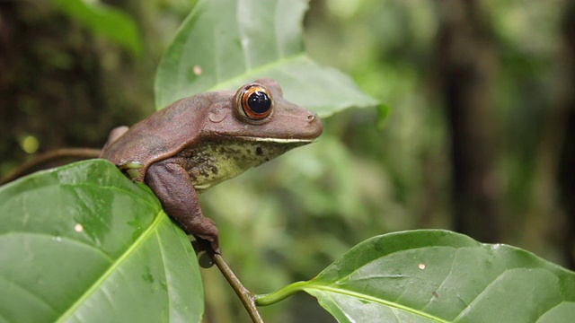 巨型树蛙(Hypsiboas boans)坐在厄瓜多尔雨林的树枝上视频素材