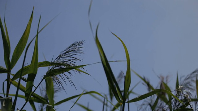 Lake -库存进尺视频素材