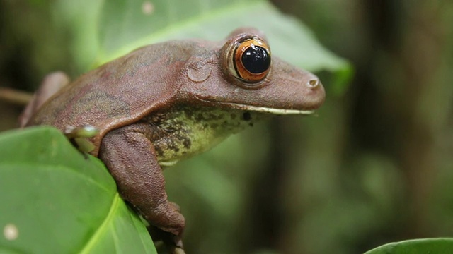 巨型树蛙(Hypsiboas boans)坐在厄瓜多尔雨林的树枝上视频素材