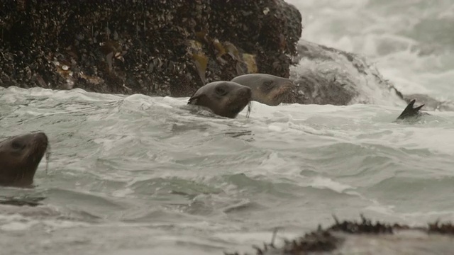 海豹视频素材