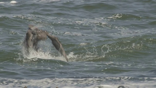 海豹视频素材