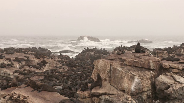 海豹视频素材