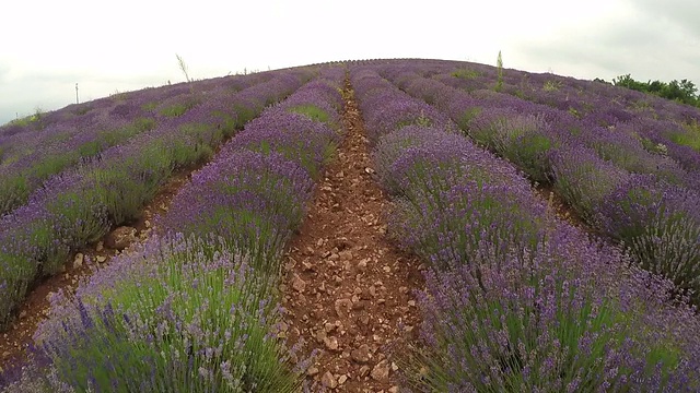 薰衣草农场视频素材