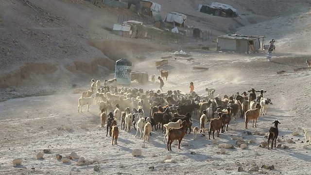 巴勒斯坦塔巴纳贝都因人营地围绕耶路撒冷，营地附近有一群山羊视频素材