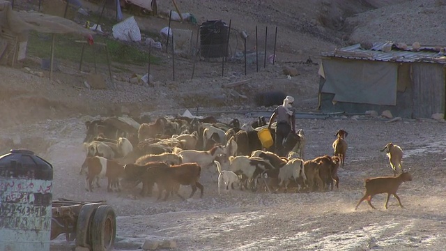 巴勒斯坦塔巴纳贝都因人营地围绕耶路撒冷，营地附近有一群山羊视频素材