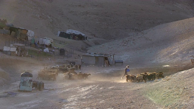 巴勒斯坦塔巴纳贝都因人营地围绕耶路撒冷，营地附近有一群山羊视频素材