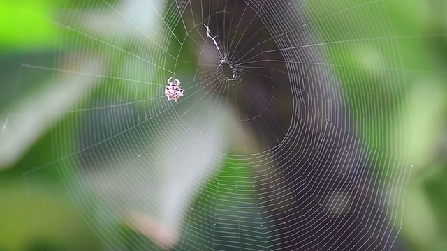 蜘蛛织视频素材