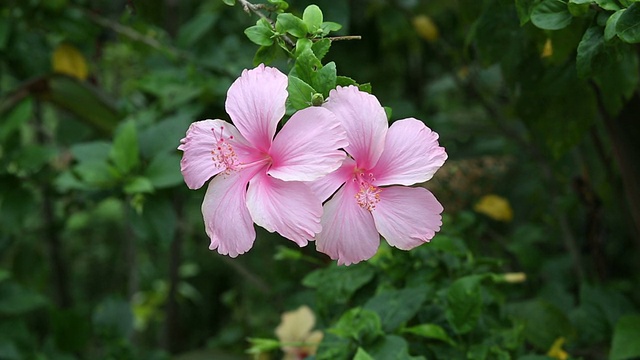 粉色的芙蓉视频素材