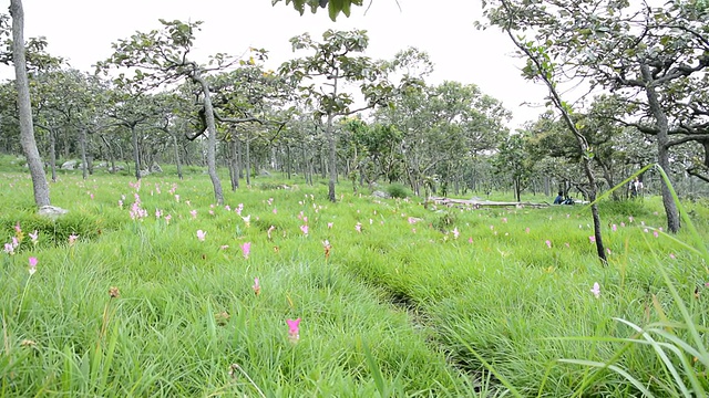 花海视频素材