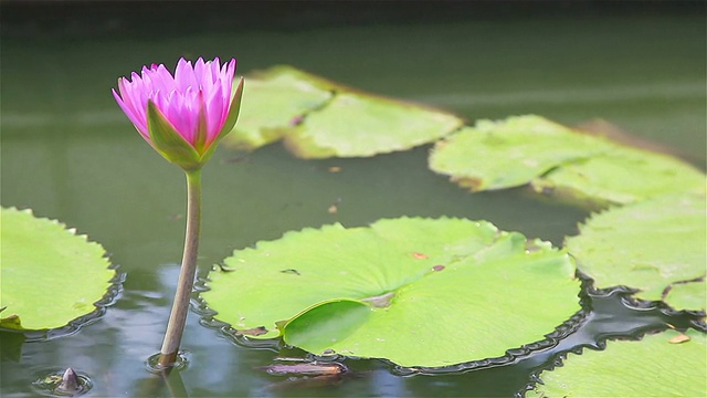 高清淘金:蓝花荷叶塘。视频素材