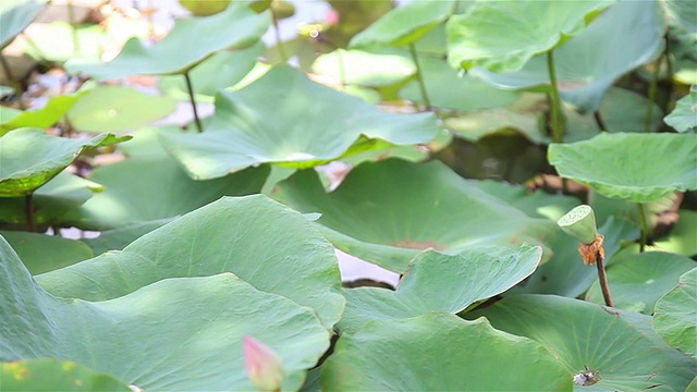 高清淘金:荷叶池。视频素材