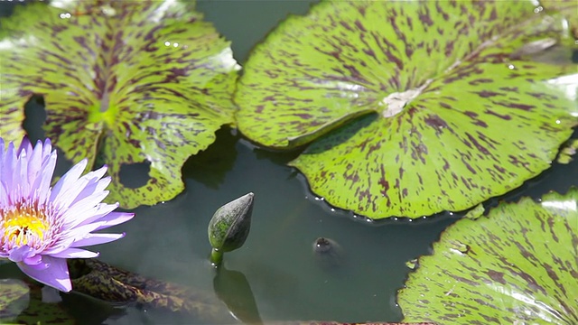 高清平移:池塘里的蓝莲花。视频素材