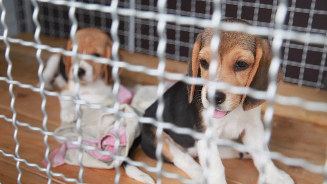 多莉射杀了笼子里的两只小猎犬视频素材