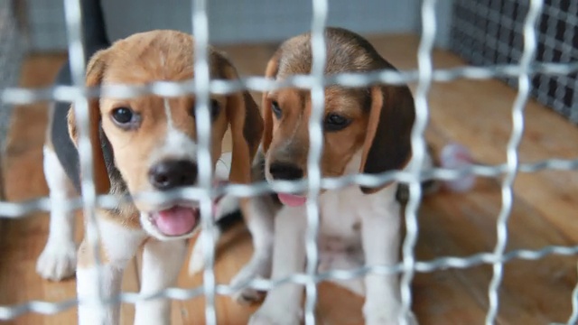 两只小猎犬在狗笼子里视频素材