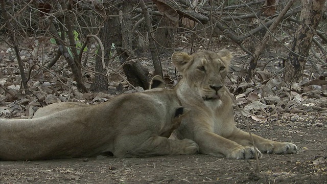 一群亚洲雌狮(panthera leo persica)躺在沙漠的灌木丛中，互相梳理和清洁视频素材