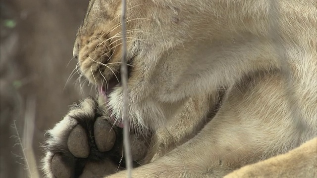 这是一只亚洲母狮(panthera leo persica)清理爪子上的小伤口的特写视频素材