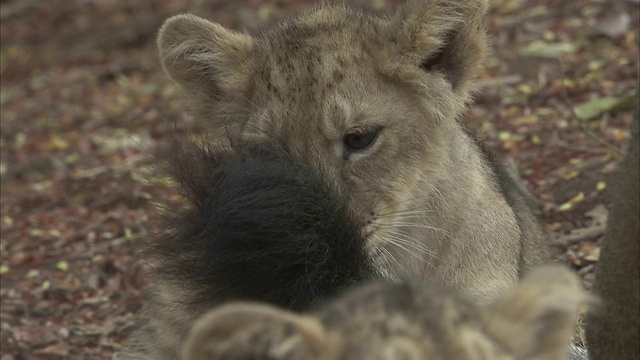 一只亚洲狮幼崽(panthera leo persica)与另一只狮子尾巴玩耍的特写视频素材