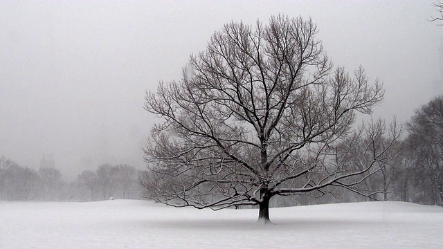 雪中的中央公园里的孤树视频素材