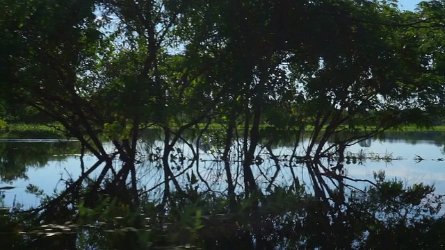 亚马逊雨林与河流视频素材