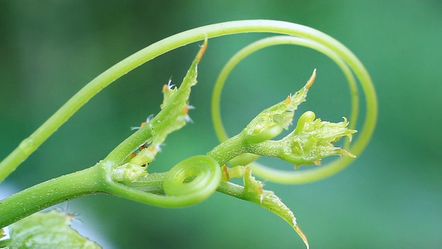 宏观的花视频素材