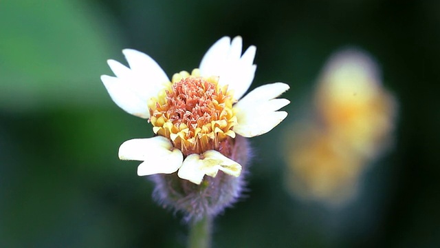 高清:宏观花视频素材