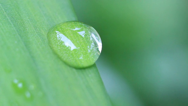 特写:草叶上的水滴视频素材