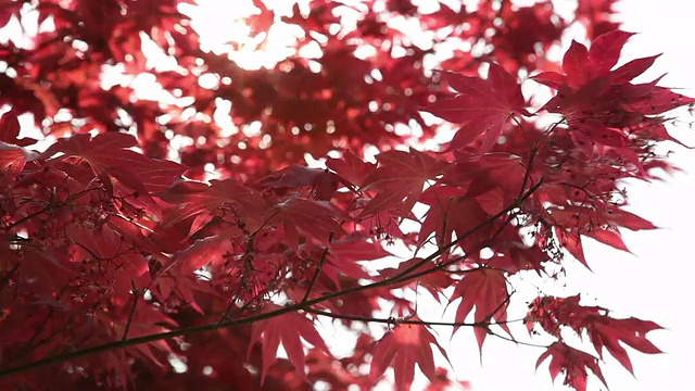 风枫视频素材