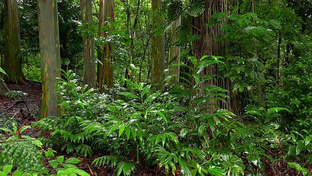 五彩缤纷的彩虹桉树(Eucalyptus deglupta)树干在Keanae植物园沿着毛伊岛的Hana，夏威夷，4k超高清视频素材