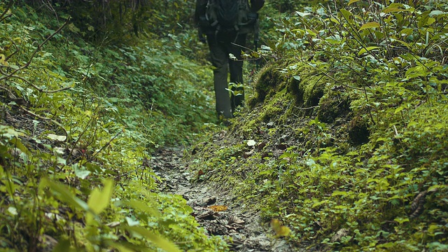 男人在树林里徒步旅行视频素材