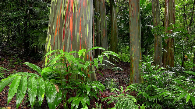 五彩缤纷的彩虹桉树(Eucalyptus deglupta)树干在Keanae植物园沿着毛伊岛的Hana，夏威夷，4k超高清视频素材