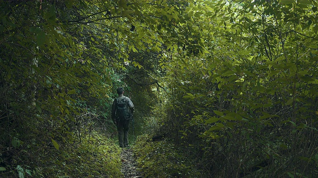 男人在树林里徒步旅行视频素材