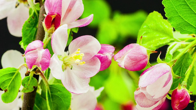 苹果花视频素材