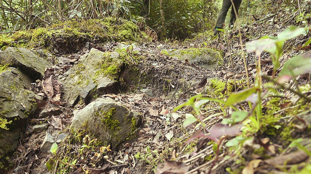 男人在树林里徒步旅行视频素材