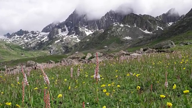 从广阔的开放草地上的花朵向喜马拉雅山上克什米尔地区的尼乃山口倾斜视频素材