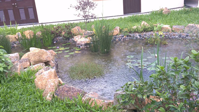 荷塘暴雨水波纹视频素材