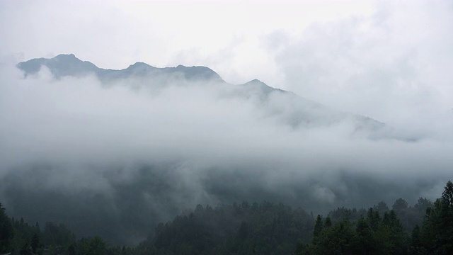 薄雾在郁郁葱葱的山谷中翻腾视频素材