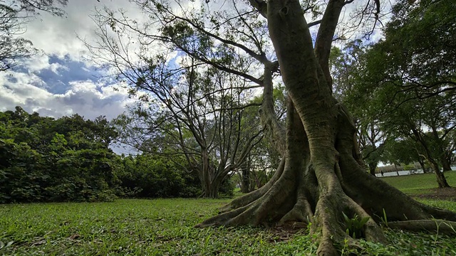 Ibirapuera公园的树视频素材