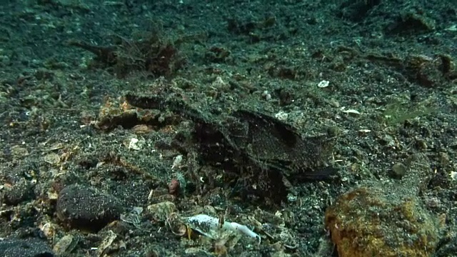 安汶Scorpionfish视频素材