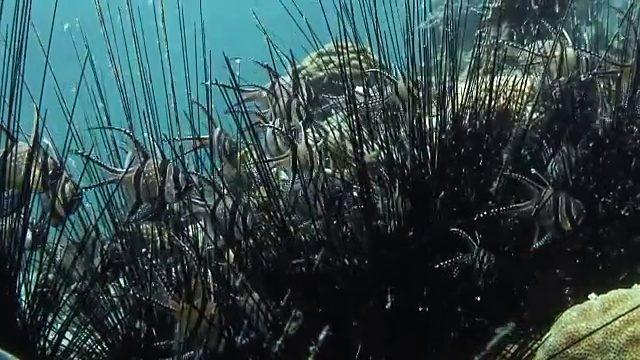 水中植物的高角度观察视频素材