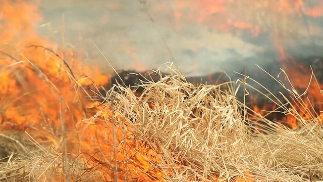 草原草地火视频下载