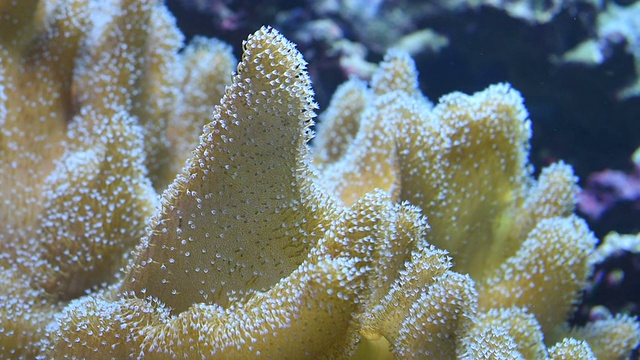 水族馆里的活珊瑚视频素材