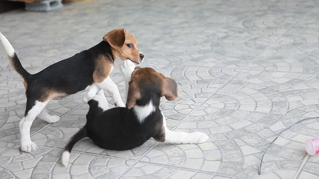 两只小猎犬小狗淘气视频素材